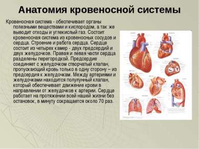 Анатомия кровеносной системы Кровеносная система - обеспечивает органы полезн...