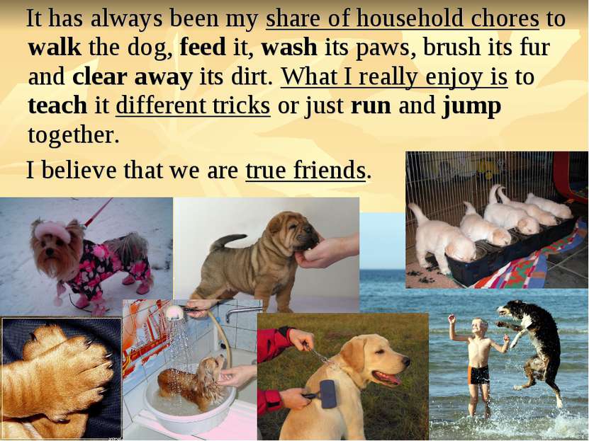 It has always been my share of household chores to walk the dog, feed it, was...
