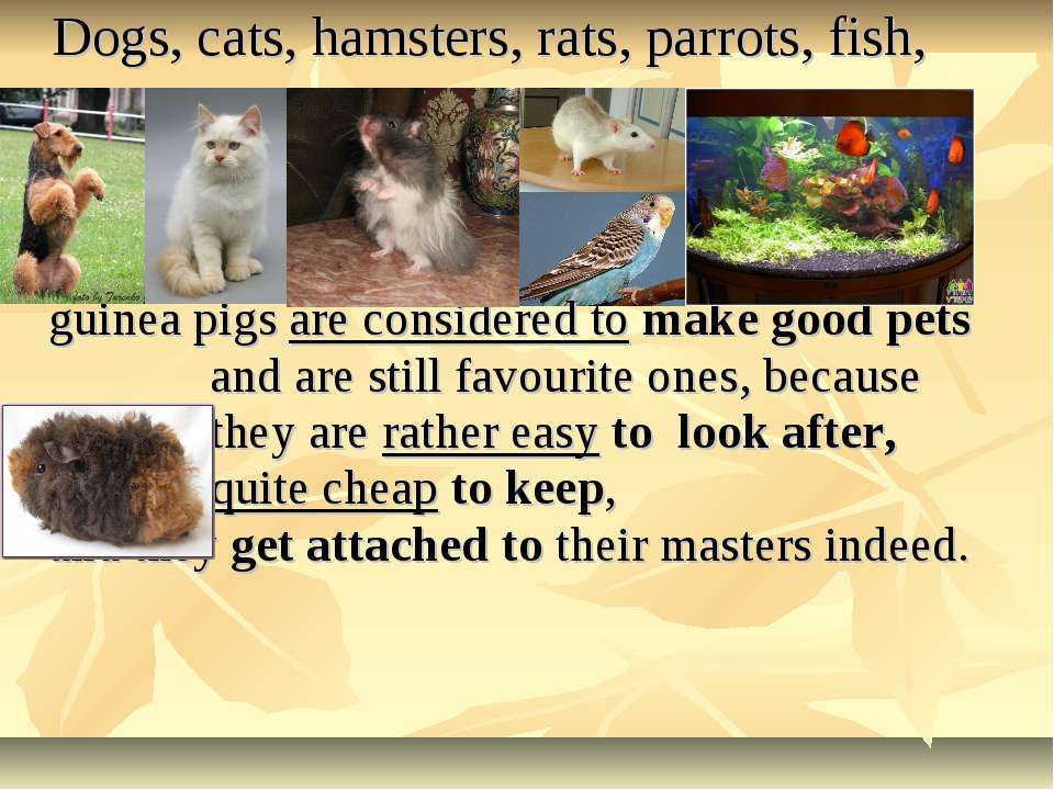 Pets презентация. Тема keeping Pets. Тема по английскому keeping Pets. Keep a Pet. Why people keep Pets.