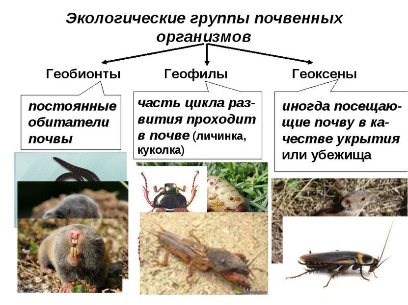 Экологические группы почвенных организмов Геобионты Геофилы Геоксены постоянн...