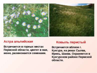 Астра альпийская Встречается в горных местах Пермской области, цветет в мае, ...