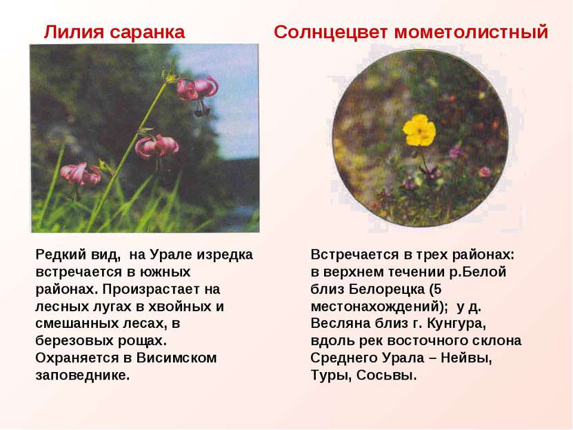 Лилия саранка Солнцецвет мометолистный Редкий вид, на Урале изредка встречает...