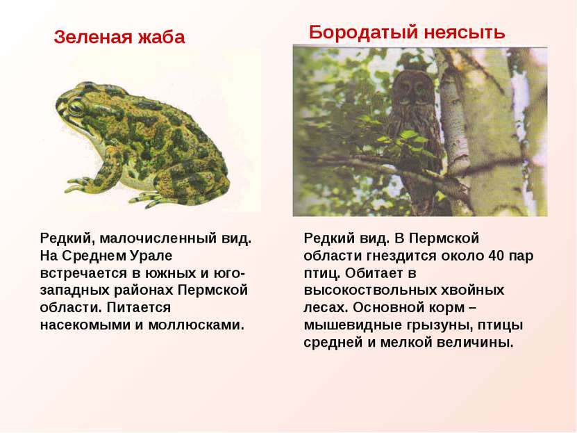 Бородатый неясыть Редкий вид. В Пермской области гнездится около 40 пар птиц....