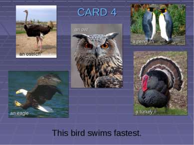 CARD 4 This bird swims fastest. an ostrich an owl an eagle a turkey a penguin