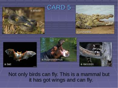 CARD 5 Not only birds can fly. This is a mammal but it has got wings and can ...