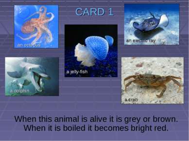CARD 1 When this animal is alive it is grey or brown. When it is boiled it be...