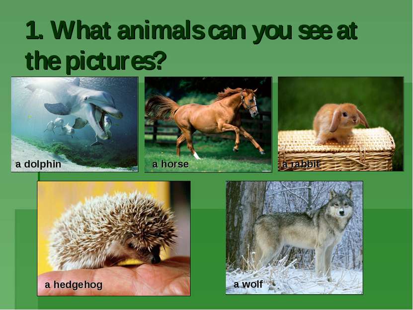 1. What animals can you see at the pictures? a dolphin a hedgehog a rabbit a ...