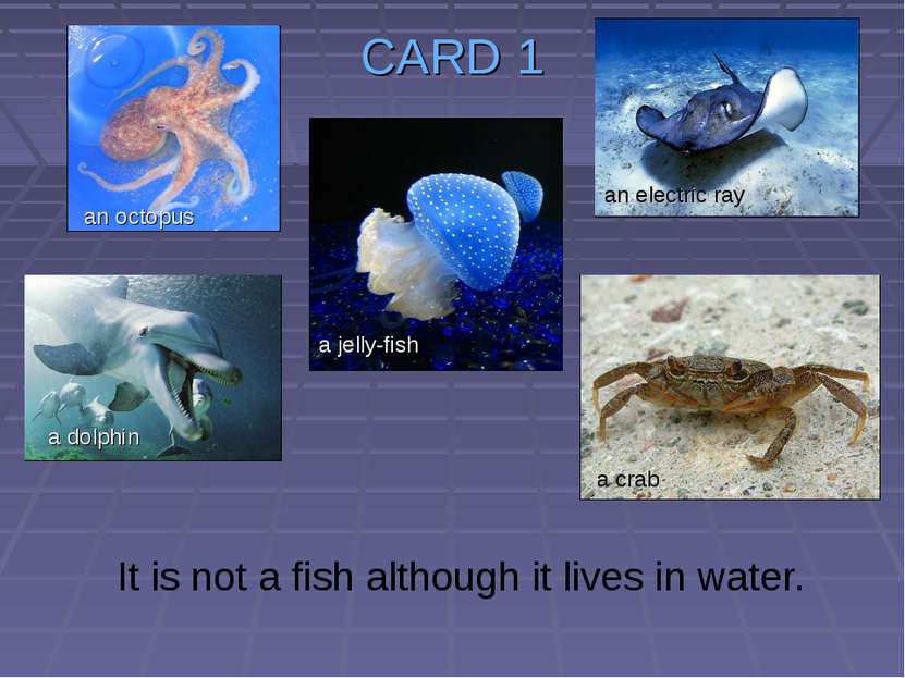 CARD 1 It is not a fish although it lives in water. a jelly-fish an octopus a...