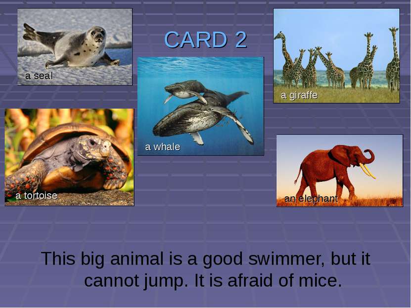 CARD 2 This big animal is a good swimmer, but it cannot jump. It is afraid of...