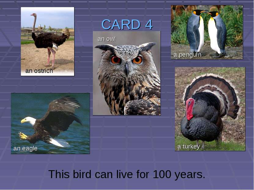 CARD 4 This bird can live for 100 years. an ostrich an owl an eagle a turkey ...