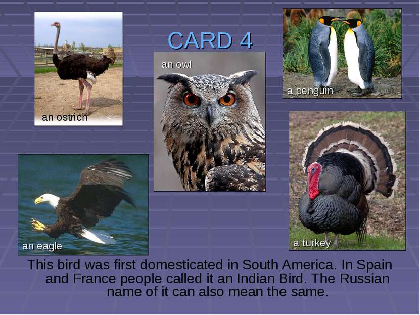 CARD 4 This bird was first domesticated in South America. In Spain and France...