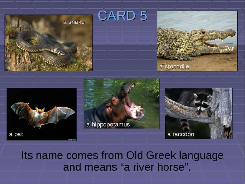 CARD 5 Its name comes from Old Greek language and means “a river horse”. a sn...