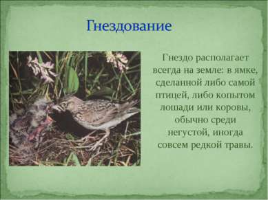 Гнездо располагает всегда на земле: в ямке, сделанной либо самой птицей, либо...