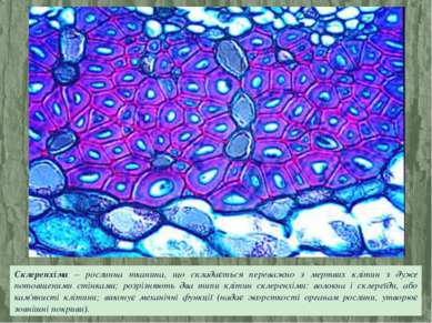 Склеренхіма – рослинна тканина, що складається переважно з мертвих клітин з д...