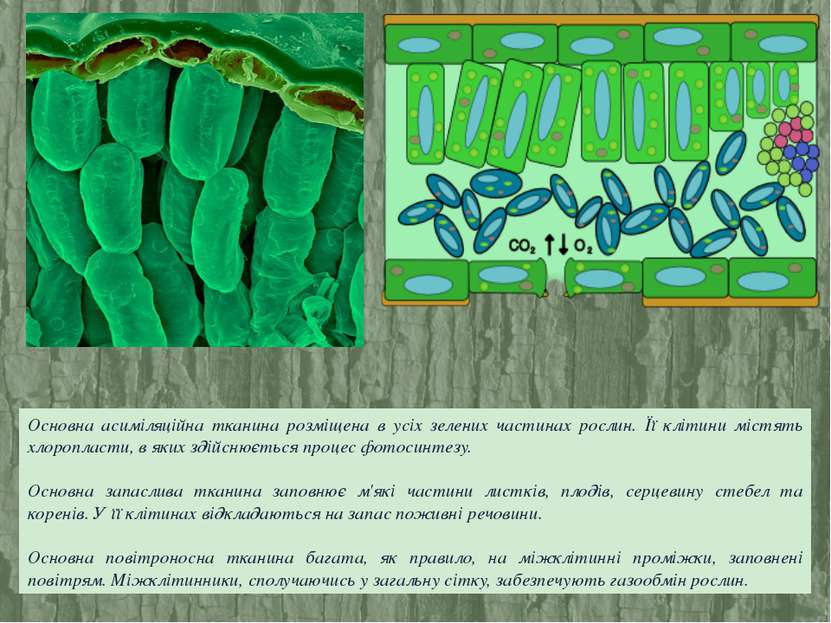 Основна асиміляційна тканина розміщена в усіх зелених частинах рослин. Її клі...