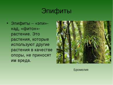 Эпифиты Эпифиты – «эпи»-над, «фитон»- растение. Это растения, которые использ...