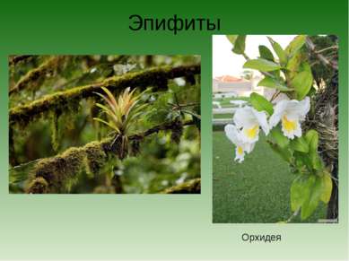 Эпифиты Орхидея