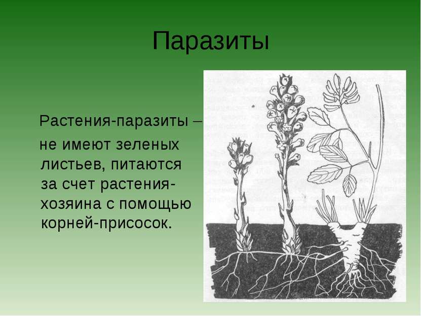 Паразиты Растения-паразиты – не имеют зеленых листьев, питаются за счет расте...