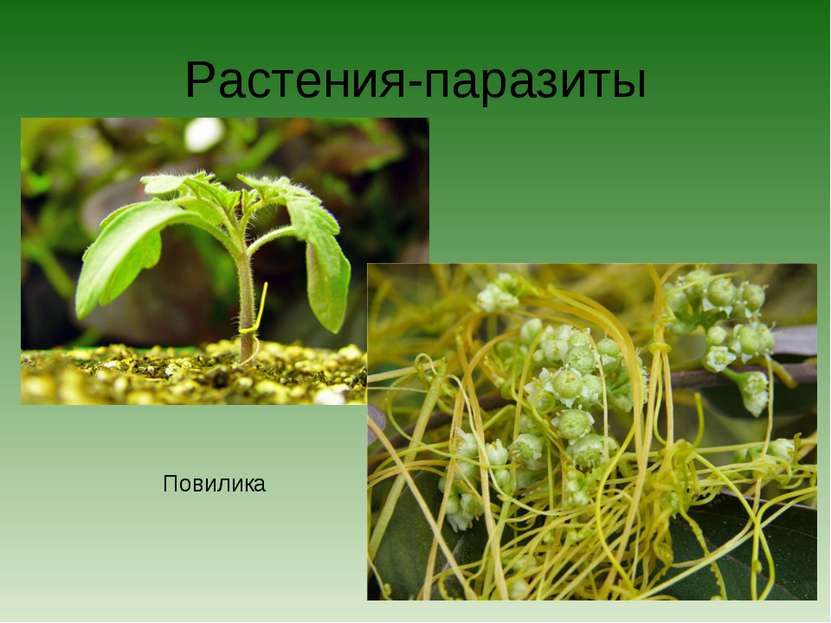 Растения-паразиты Повилика
