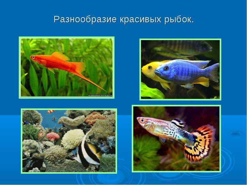 Разнообразие красивых рыбок.