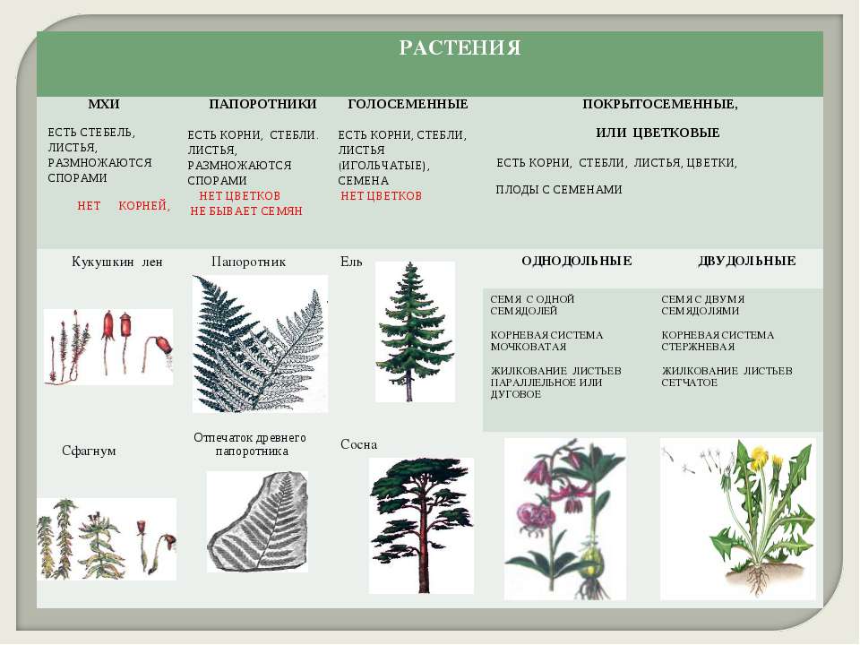 Хвойные таксон. Признаки отделов растений. Основные отделы растений. Растения различных отделов. Группа растений цветковые.