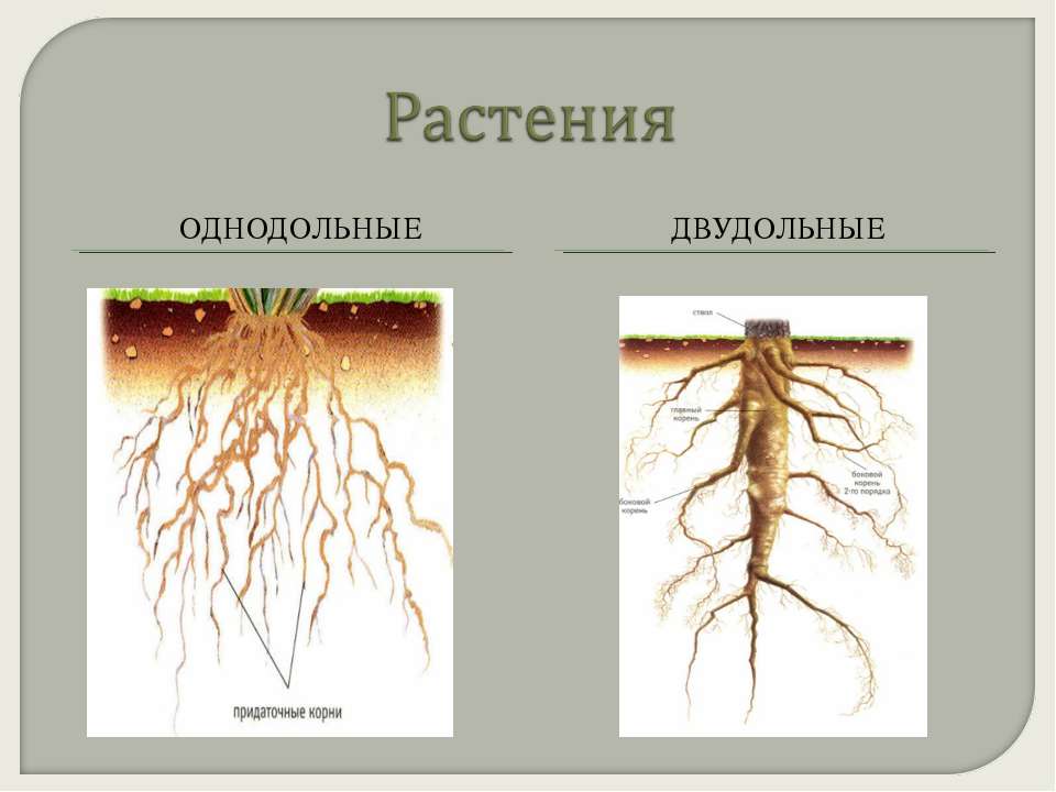 Главный корень у однодольных. Мочковатая корневая система у однодольных. Корневая система двудольных растений. Придаточные корни у однодольных растений. Мочковатая корневая система Однодольные или двудольные.