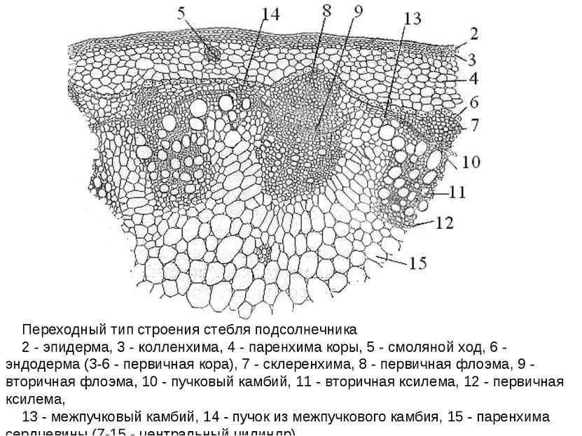 Переходный тип строения стебля подсолнечника 2 - эпидерма, 3 - колленхима, 4 ...