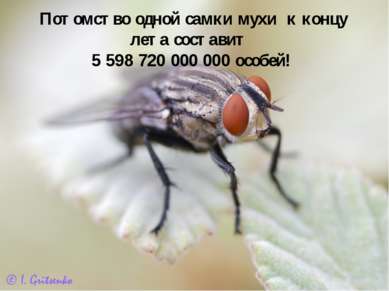Потомство одной самки мухи к концу лета составит 5 598 720 000 000 особей!