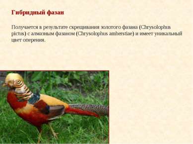 Гибридный фазан Получается в результате скрещивания золотого фазана (Chrysolo...