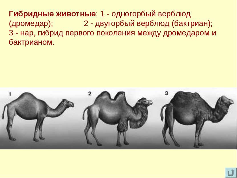 Гибридные животные: 1 - одногорбый верблюд (дромедар); 2 - двугорбый верблюд ...