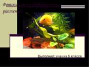 Фотосинтез у аквариумных растений
