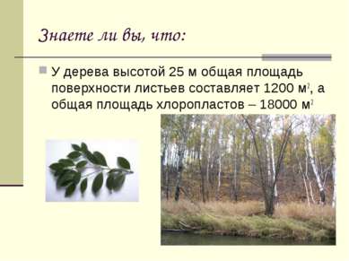 Знаете ли вы, что: У дерева высотой 25 м общая площадь поверхности листьев со...