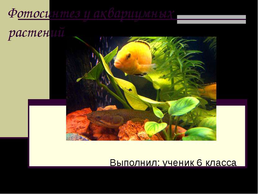 Фотосинтез у аквариумных растений Выполнил: ученик 6 класса МОУ СОШ №4 Боярки...