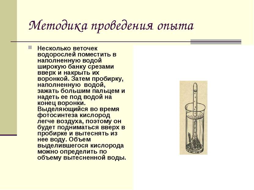 Методика проведения опыта Несколько веточек водорослей поместить в наполненну...