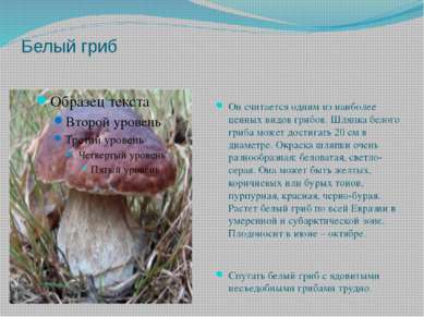 Белый гриб Он считается одним из наиболее ценных видов грибов. Шляпка белого ...