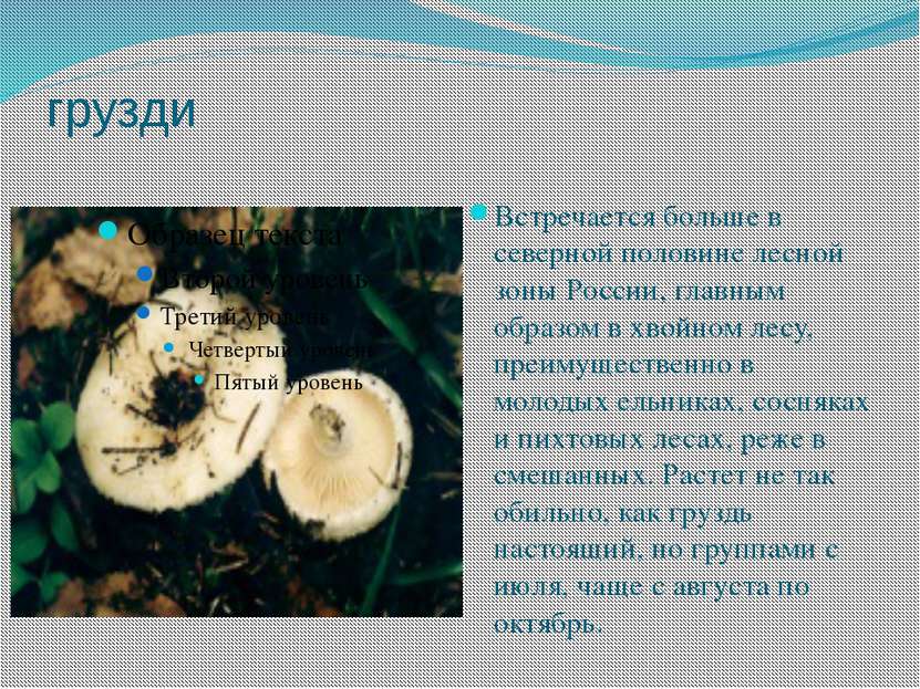 грузди Встречается больше в северной половине лесной зоны России, главным обр...