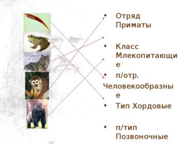 Отряд Приматы Класс Млекопитающие п/отр. Человекообразные Тип Хордовые п/тип ...