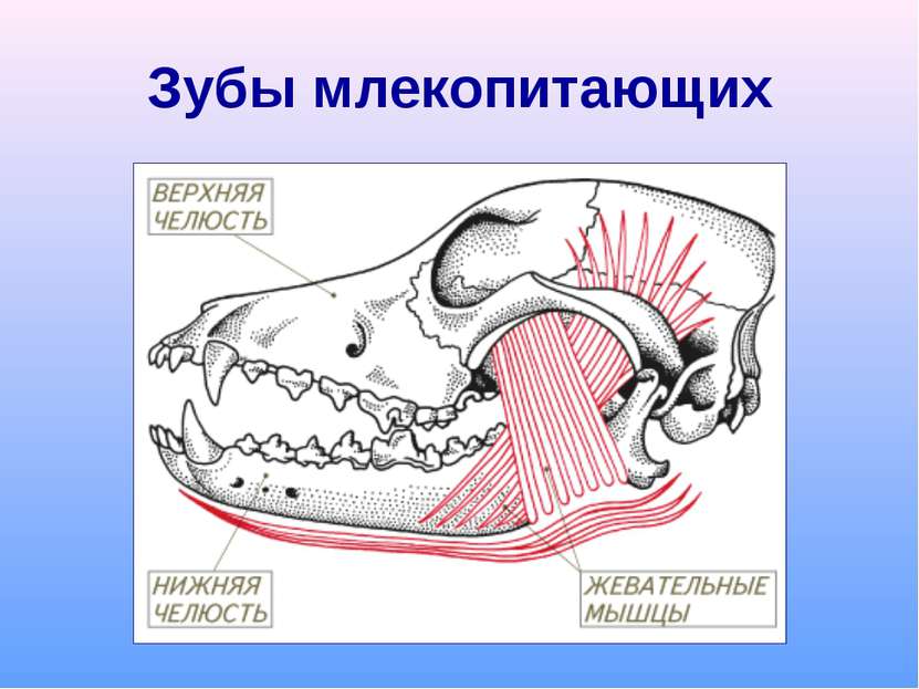 Зубы млекопитающих