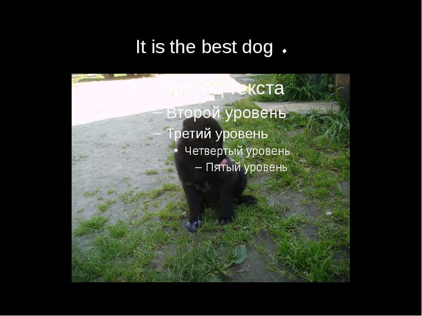 It is the best dog .