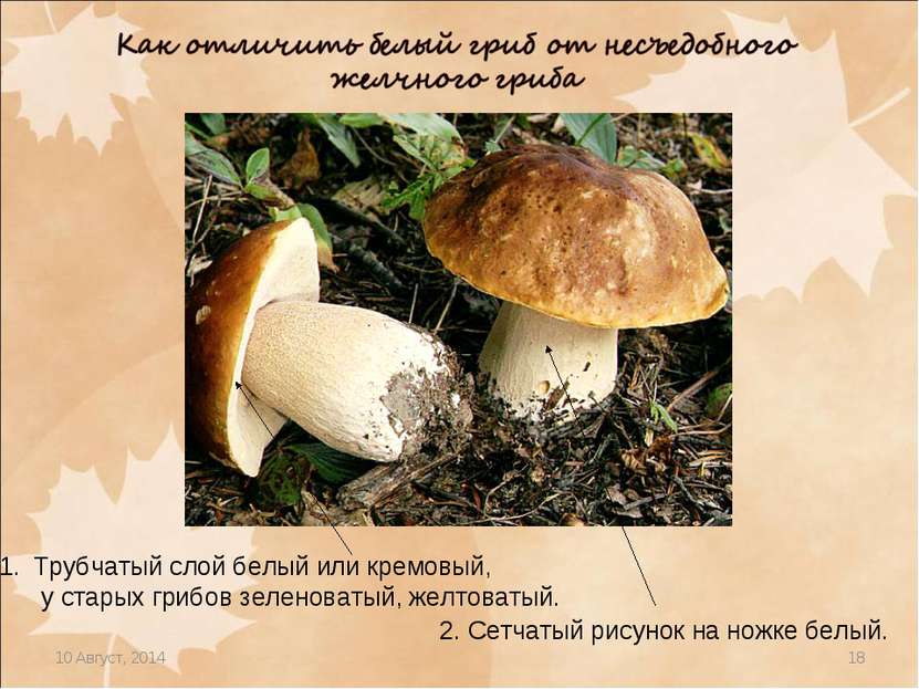 * * Трубчатый слой белый или кремовый, у старых грибов зеленоватый, желтоваты...