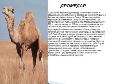 ДРОМЕДАР Одногорбый верблюд [дромедар] - изначально обитал в засушливых район...