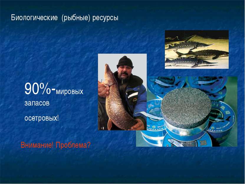 Биологические (рыбные) ресурсы 90%-мировых запасов осетровых! Внимание! Пробл...