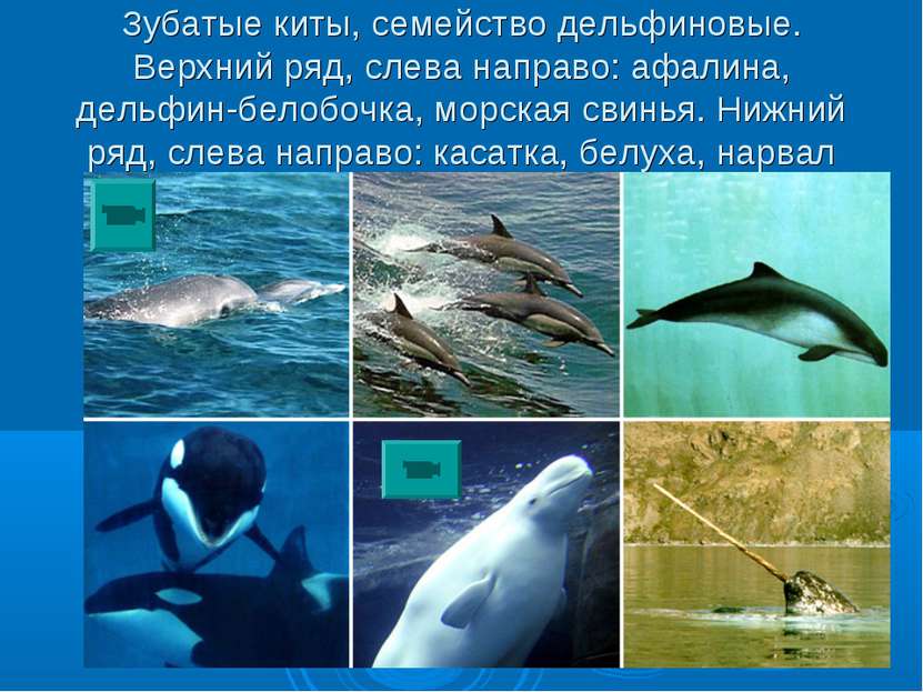 Зубатые киты, семейство дельфиновые. Верхний ряд, слева направо: афалина, дел...