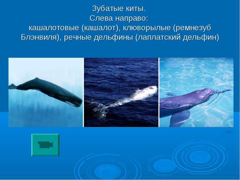 Зубатые киты. Слева направо: кашалотовые (кашалот), клюворылые (ремнезуб Блэн...