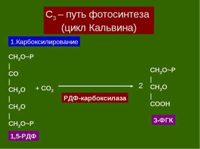 С3 – путь фотосинтеза (цикл Кальвина) 1.Карбоксилирование CH2O~P | CO | CH2O ...