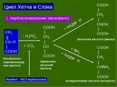 СH2 || CO~P | COOH + CO2 COOH | CH2 | CO | COOH Фосфоенол- пировиноград- ная ...