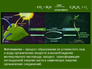 Фотосинтез – процесс образования из углекислого газа и воды органических веще...