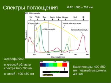 Спектры поглощения ФАР : 380 – 710 нм Каротиноиды: 400-550 нм главный максиму...