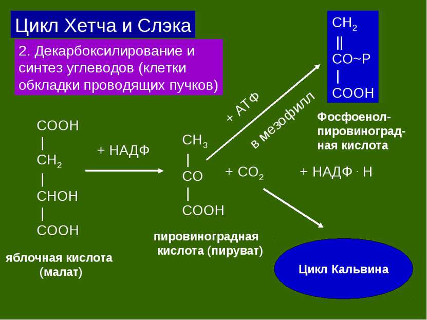 Цикл Хетча и Слэка 2. Декарбоксилирование и синтез углеводов (клетки обкладки...
