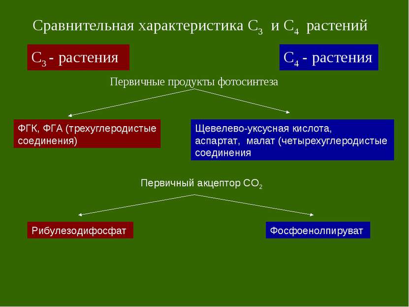 С3 - растения С4 - растения Сравнительная характеристика С3 и С4 растений Пер...